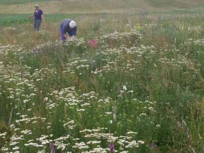 Ljekovito bilje &quot;Orhideja&quot; iz Bihaća