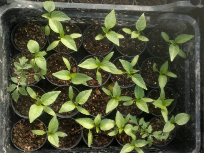 jasna-gojcic-proizvodi6