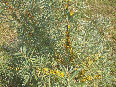 grm pasjeg trna grm pasjeg trna