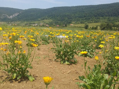 Herbalist - Husići iz Bihaća Herbalist - Husići iz Bihaća