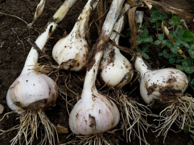 Raste češnjak u pjeskovitoj zemlji