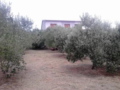 masline