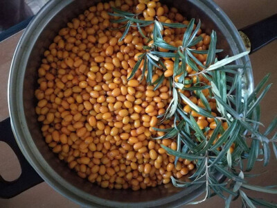 ubrani plodovi ubrani plodovi