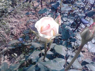 Ruže porodice Lazarević iz sela Maskare kod Varvarina