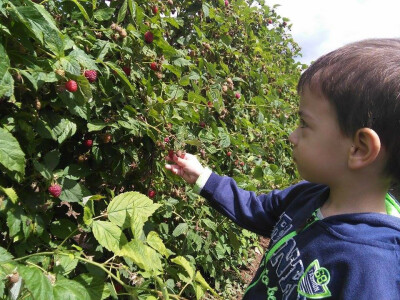 Malinarska obitelj Čaušević