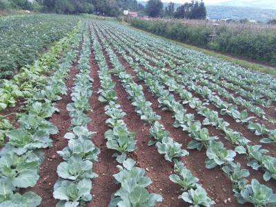 Malinarska obitelj Čaušević