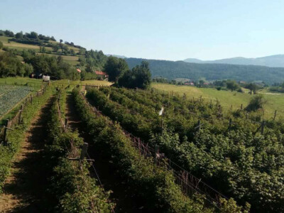 Malinarska obitelj Čaušević