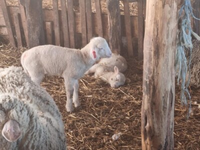 Ovce sve češće meta pasa lutalica