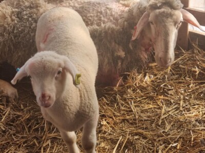 Ovce sve češće meta pasa lutalica