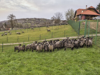 Stado u ograđenim pašnjacima