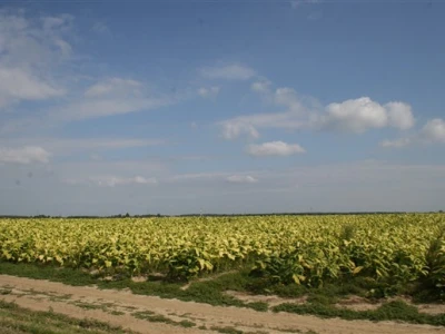 Polje duhana
