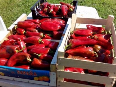 Paprike obitelji Rosman Paprike obitelji Rosman