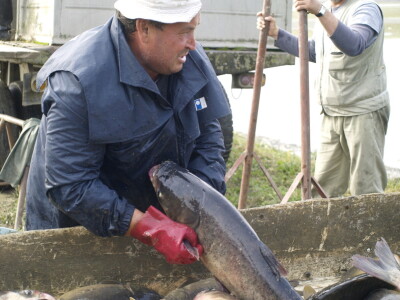 Izlov ribe PP Orahovica