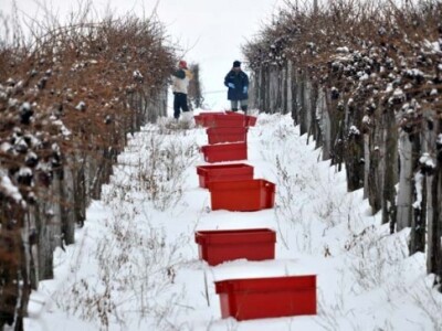 Ledena berba i kod vrhunskog enologa Ivice Peraka