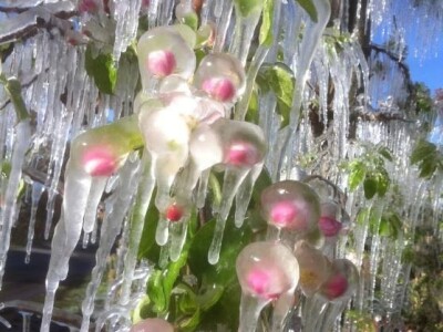 Zaustavljena vegetacija