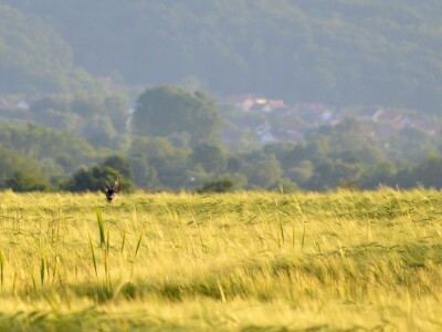 Proljeće u požeškom kraju