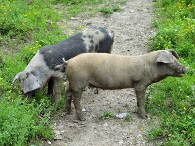 Svinje