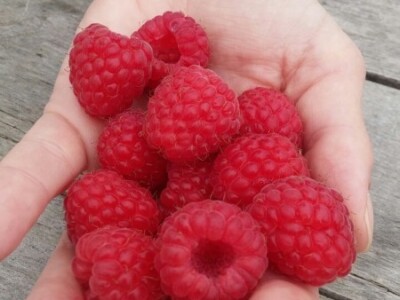 Berba malina u zadruzi &quot;Agro eko voće&quot;