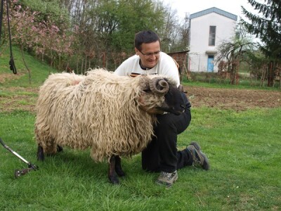 Bowenova tehnika šišanja ovaca