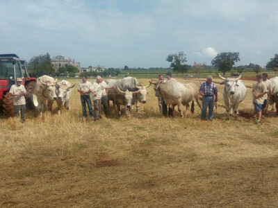 5. Županijsko natjecanje u oranju Istarske županije i 2. Županijsko natjecanje u oranju volovskim zapregama