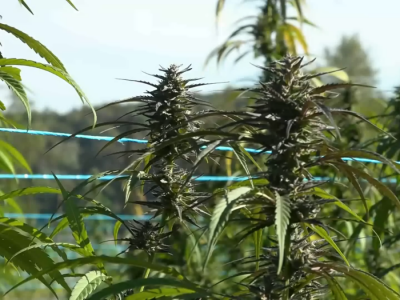 Industrijska konoplja