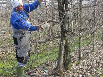 Stručan radnik na orezivanju Stručan radnik na orezivanju
