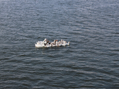 Delta je dom raznim populacijama ptica