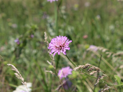 Priroda na početku ljeta