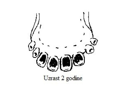 Uzrast otprilike 2 godine (izrasli štipci i sredsrednjaci) Uzrast otprilike 2 godine (izrasli štipci i sredsrednjaci)
