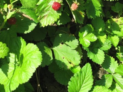 Gore šumska jagoda ispod lažna jagoda na istom staništu Gore šumska jagoda ispod lažna jagoda na istom staništu