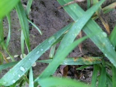 Hrđa na pšenici, Šljivoševci, 16.12.2014.