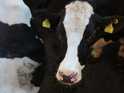 Raumberg-Gumpenstein - poljoprivredni istraživačko edukacijski centar