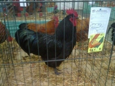 Pijetao s kokama hrvaticama