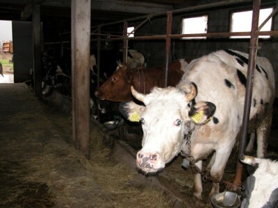Visokomliječne krave (crno-bijeli holštajn) u Bandalovoj štali