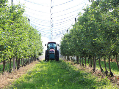 OPG Tomislav Vrabec iz Volodera