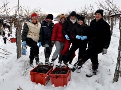 Ledena berba i kod vrhunskog enologa Ivice Peraka