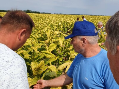 20. Dan polja duhana - Hrvatsk duhani