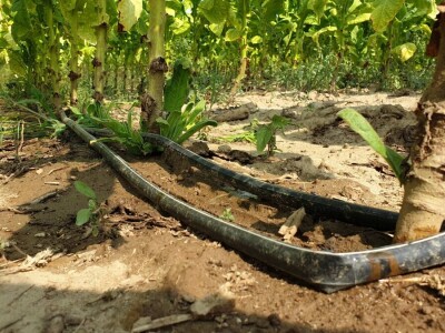 20. Dan polja duhana - Hrvatsk duhani