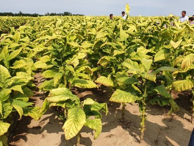 20. Dan polja duhana - Hrvatsk duhani