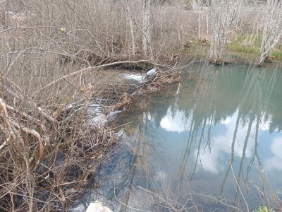 20 godina od reintrodukcije dabra u BiH