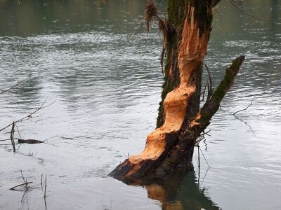 20 godina od reintrodukcije dabra u BiH