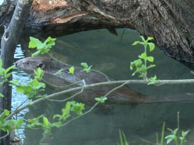 20 godina od reintrodukcije dabra u BiH
