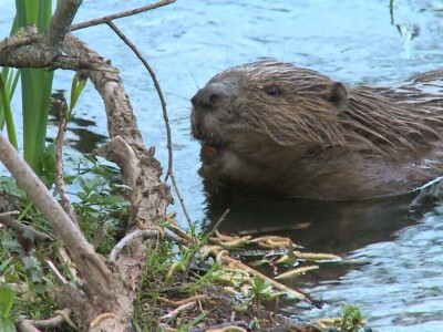 20 godina od reintrodukcije dabra u BiH