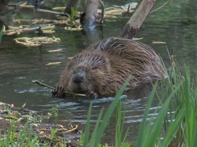 20 godina od reintrodukcije dabra u BiH