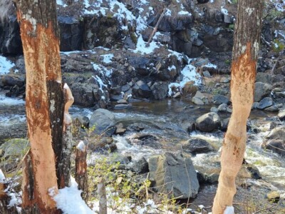 20 godina od reintrodukcije dabra u BiH