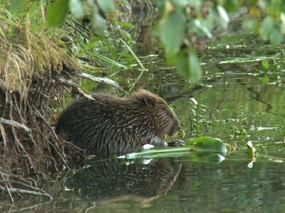 20 godina od reintrodukcije dabra u BiH