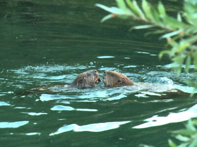 20 godina od reintrodukcije dabra u BiH