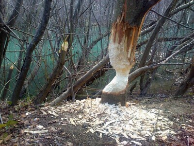 20 godina od reintrodukcije dabra u BiH