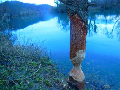 20 godina od reintrodukcije dabra u BiH