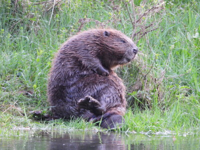 20 godina od reintrodukcije dabra u BiH